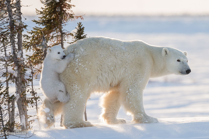 Illustration for article titled Wildlife Photo Contest Shows Nature Can Be Cruel—But Also Kind